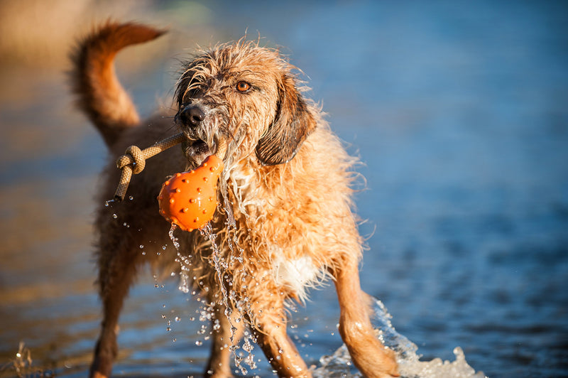 [Australia] - MAJORDOG Swimming Eddy Toy, 8", Orange 