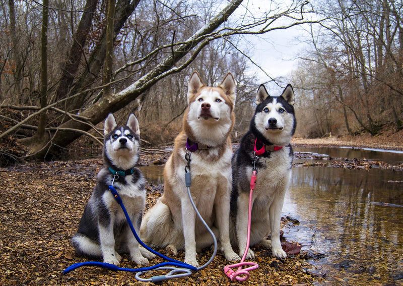 [Australia] - Heavy Duty Training Nylon Rope Dog Leash for Medium Large Dogs by 3KPets - 4 FT with Comfortable Grip PINK 