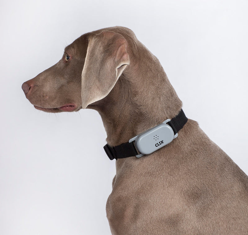 [Australia] - Company of Animals Clix No-Bark Collar Small 