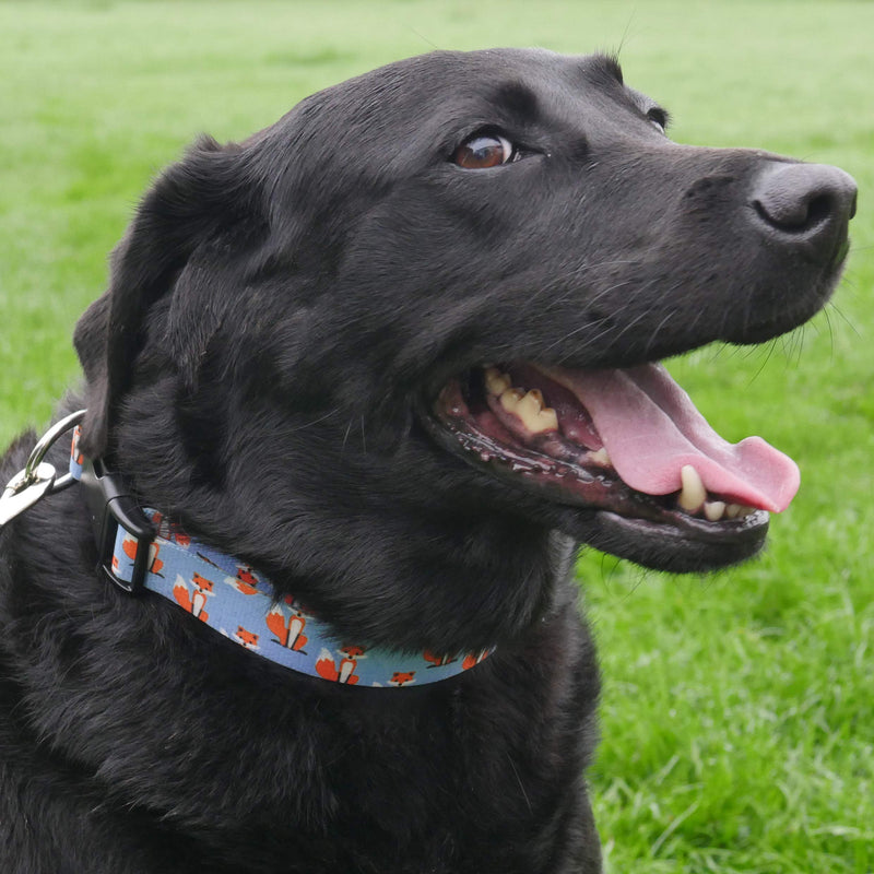 Rosewood FOX PRINT DOG COLLAR 18 - 28 INCH, L Rosewood FOX PRINT DOG COLLAR 18 - 28 INCH, L - PawsPlanet Australia