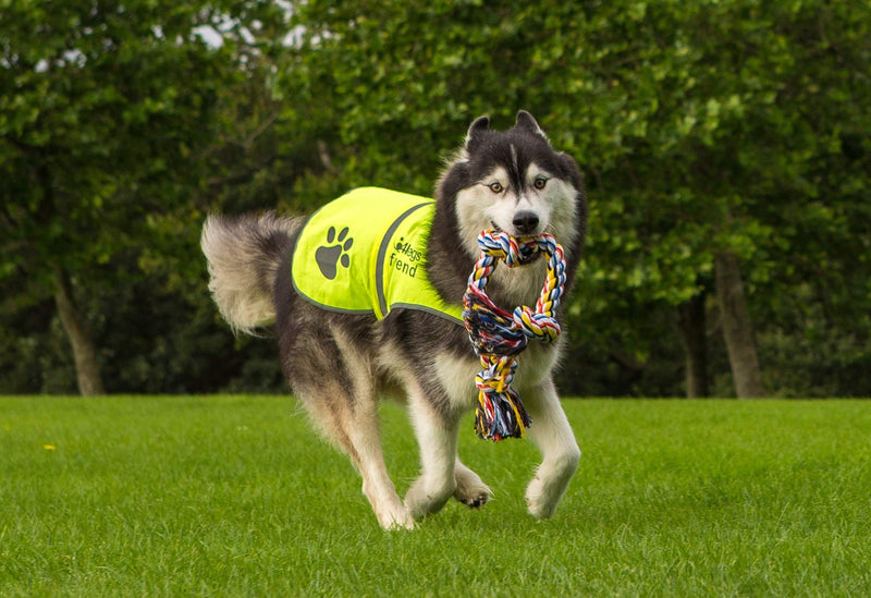 [Australia] - 4LegsFriend Dog Safety Yellow Reflective Vest with Leash Hole 5 Sizes - High Visibility for Outdoor Activity Day and Night, Keep Your Dog Visible, Safe from Cars & Hunting Accidents New Design + Bonus Medium 