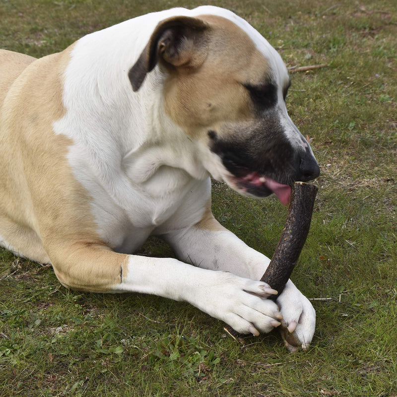 Deer Pole for Puppy and Dogs - 100% Natural Eco-Friendly Dogs Teether - Picked by Standing in Toledo Mountains (M) M - PawsPlanet Australia