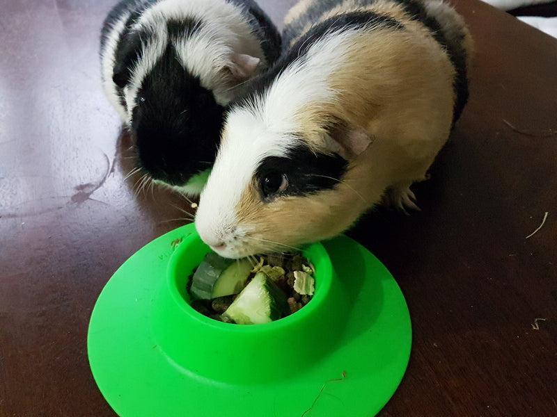 STAYbowl Tip-Proof Ergonomic Pet Bowl for Guinea Pig and Other Small Pets, 1/4-Cup Small Size, Spring Green - PawsPlanet Australia