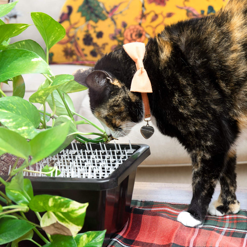 Homarden Transparent Cat Repellent Outdoor Scat Mat (13 ft) - Deterrent Scat Mats for Cats and Dogs - Indoor/Outdoor Deterrent Devices - Includes 12 Garden Staples - PawsPlanet Australia