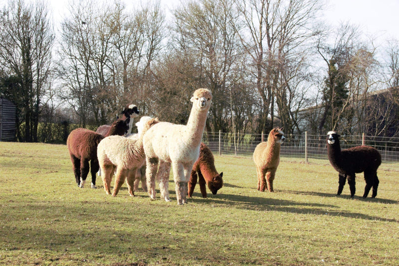 Alpaca Bird Nesting Material in Hanging Holder - 100% Natural Alpaca Fleece - PawsPlanet Australia