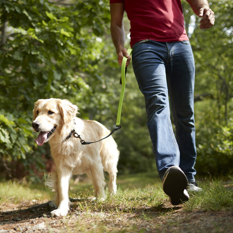 [Australia] - Franklin Pet Supply Nylon Dog Leash — 4-Foot Dog Leash with Shok-Tek Bungee — Helps Prevent Jumping and Pulling — Bright-Colored Nylon Dog Leash for Night Visibility Blue 