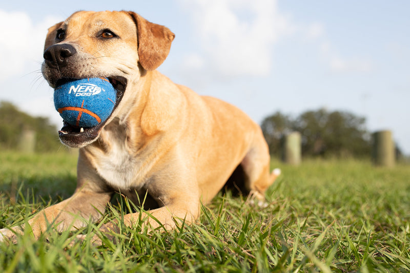 Nerf Dog Mega Strength Sports Balls Toy, Medium, Pack of 4 - PawsPlanet Australia