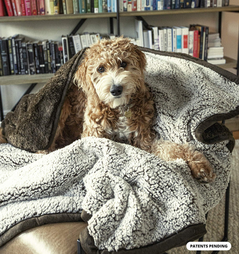 Pet Parents Pawtect Blanket, Premium Waterproof Cat & Dog Blanket with WickQuick & Sherpup Technology, Superb Puppy Blanket, Waterproof Dog Blanket, Blankets for Dogs, Cat Blanket & Pet Blanket 24"x32" Chocolate - PawsPlanet Australia