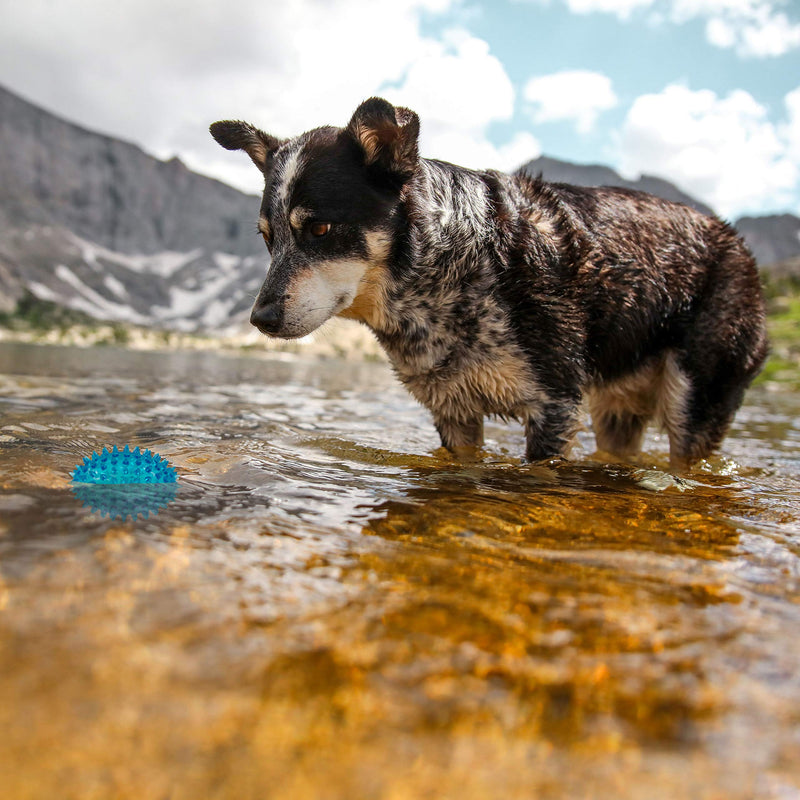 [Australia] - Gnawsome 3.5” Spiky Squeaker Football Dog Toy - Small, Cleans Teeth and Promotes Good Dental and Gum Health for Your Pet, Colors will vary 