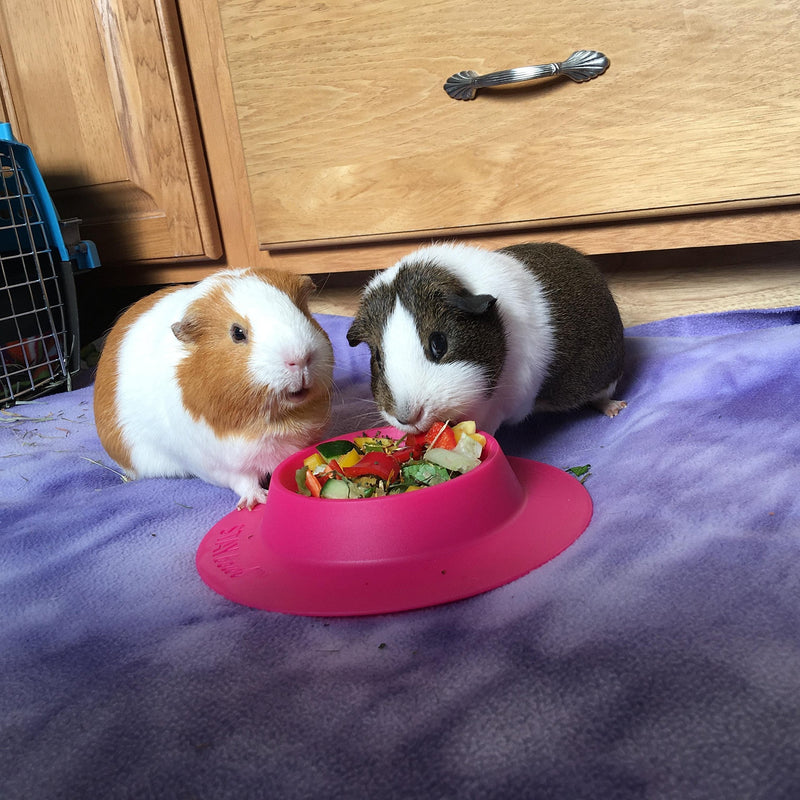 STAYbowl Tip-Proof Bowl for Guinea Pigs and Other Small Pets - Fuchsia (Pink) - Large 3/4 Cup Size New - PawsPlanet Australia