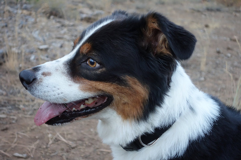 [Australia] - Organic Black Bamboo Dog Leash and Collar for Medium and Large Dogs (Large, Black) 