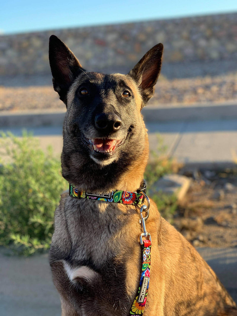 [Australia] - Lucky Love Dog | Multi-Color Dog Leash for Small Medium Large Dogs - Soft, Adjustable, Cute Pet Gear for Male and Female Dogs Blackbird Leash 