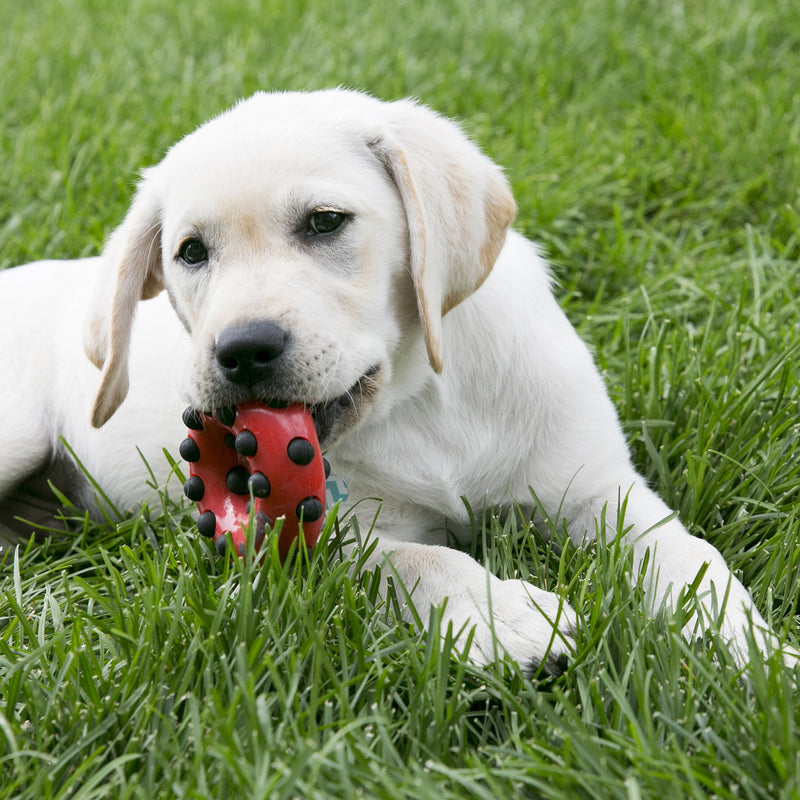 KONG Dotz Square Dog Toy, Small - PawsPlanet Australia