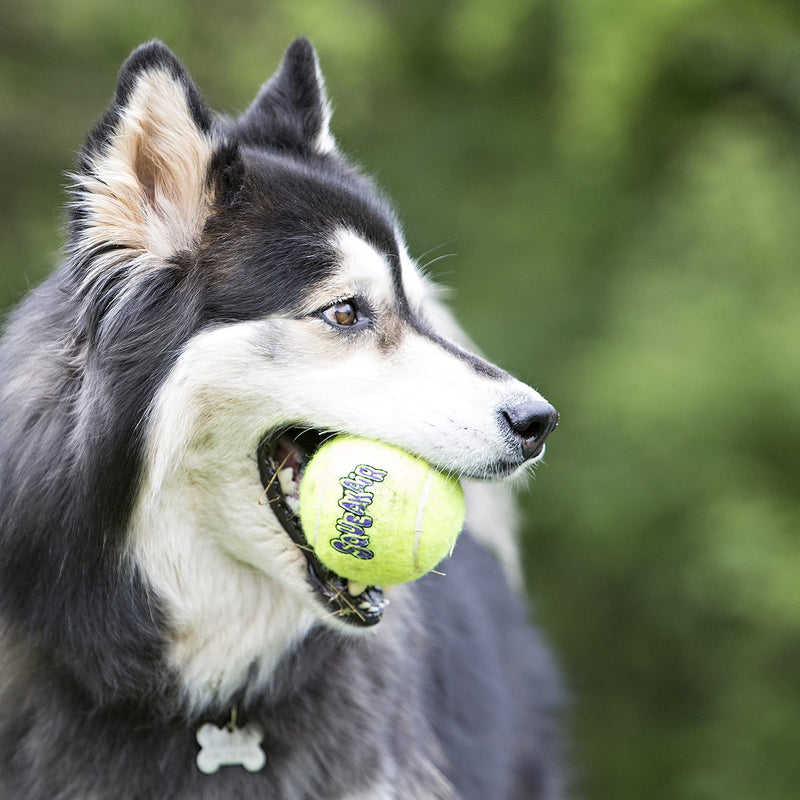 KONG - Squeakair Balls - Dog Toy Premium Squeak Tennis Balls, Gentle on Teeth (6 Pack) - For Medium Dogs 6 Count (Pack of 1) - PawsPlanet Australia
