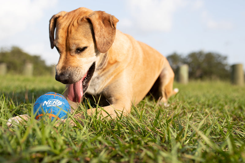 Nerf Dog Mega Strength Sports Balls Toy, Medium, Pack of 4 - PawsPlanet Australia