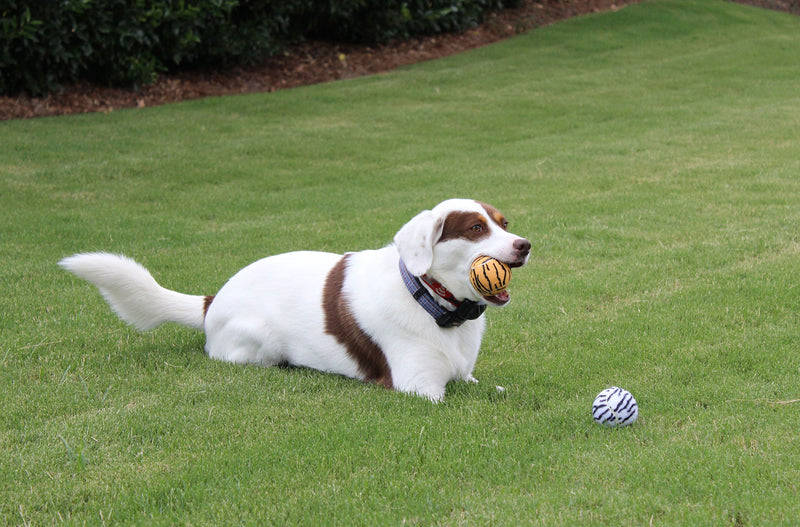 [Australia] - Unique Dog Fetch Squeaker Balls Animal Prints 4 Pack 