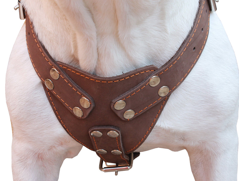 [Australia] - Brown Genuine Leather Dog Harness, Large to XLarge. 33"-37" Chest, 1.5" Wide Straps, Amstaff. 