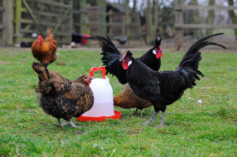 Supa Deluxe Heavy Duty Poultry Water Drinker, 3 Litre Premium Quality Drinker, Made In The UK, - PawsPlanet Australia