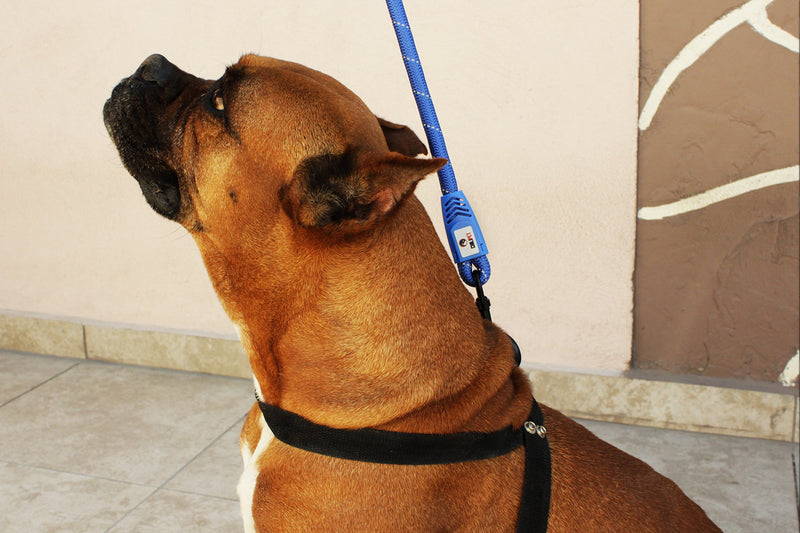 Comfortable & Shock Absorbing Blue 6ft Dog Rope Lead Leash Feature Soft Hand Loop Great for Walking Running Hiking Climbing & Training Lead with Safety Reflective Stitching For Medium & Large Sized Dog (6-feet, Blue) 6-feet - PawsPlanet Australia