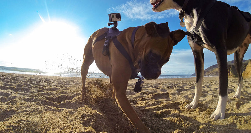 [Australia] - GoPro Fetch Dog Harness (All GoPro Cameras) - Official GoPro Mount 