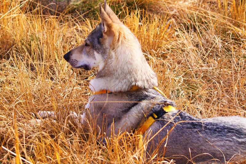 Animal Connection H-shape dog harness, dog vest harnesses 5-point adjustment, lightweight and durable. (XS, Yellow) XS - PawsPlanet Australia