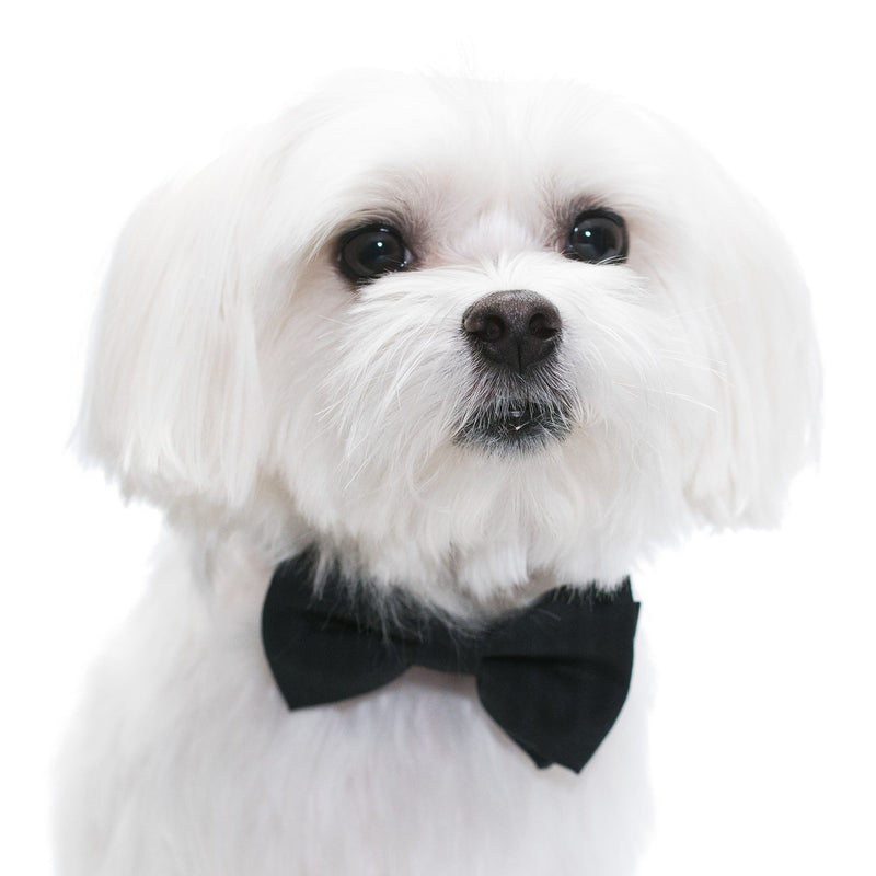 [Australia] - United Pups Elegant Pups Classy Black Collar Bow Tie and Leash Small 