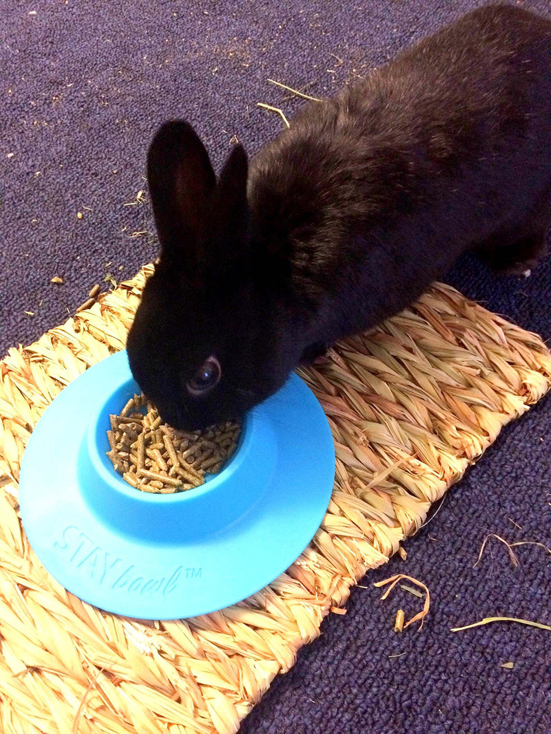 STAYbowl Tip-Proof Ergonomic Pet Bowl for Guinea Pig and Other Small Pets; 1/4-Cup Size; Sky Blue - PawsPlanet Australia