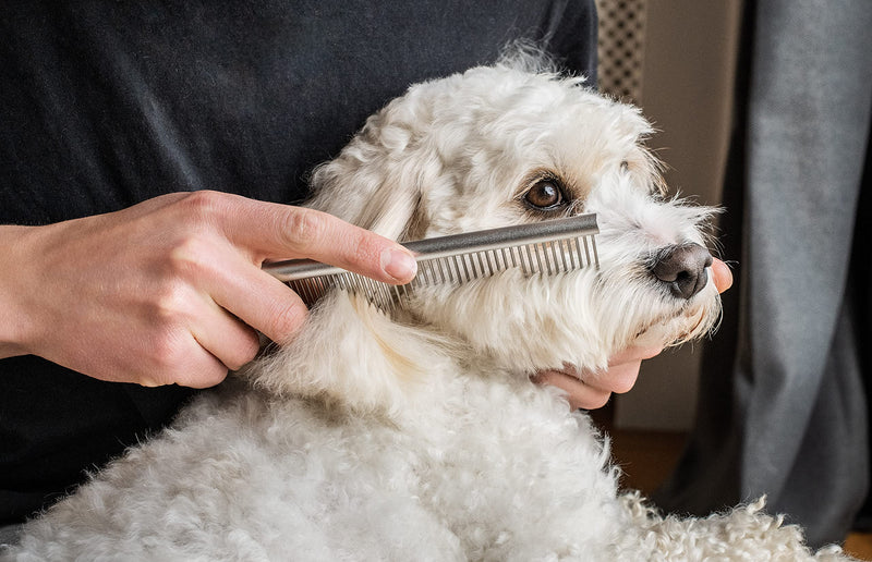 Mikki stainless steel comb for dog and puppy care, including when changing fur, for Poodle crosses such as Cockapoos, Labradoodles, Cavapoos, Maltipoos and Golden Doodles, blue - PawsPlanet Australia