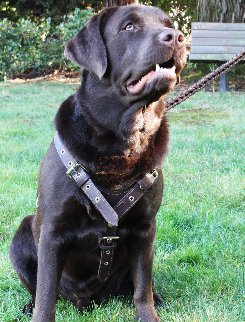 [Australia] - Genuine Leather Dog Harness Medium to Large 25"-32" Chest, 1" Wide Adjustable Straps Brown 