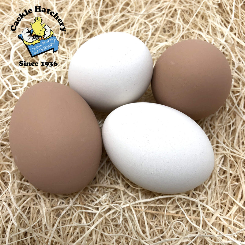 Cackle Hatchery Ceramic Nest Eggs - Assorted (Brown & White) 4 Pack 4 Assorted (Brown & White) - PawsPlanet Australia