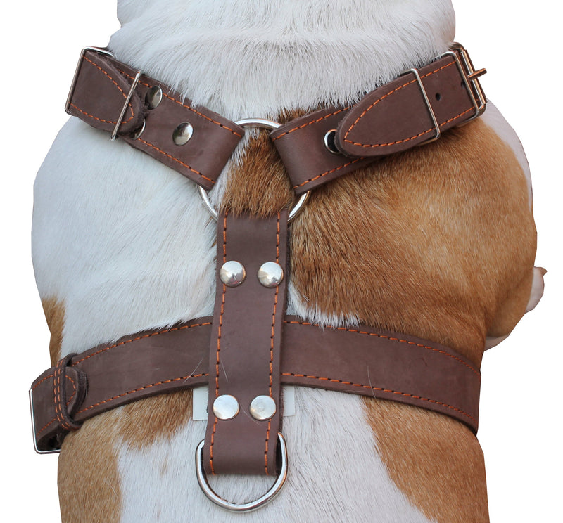 [Australia] - Brown Genuine Leather Dog Harness, Large to XLarge. 33"-37" Chest, 1.5" Wide Straps, Amstaff. 