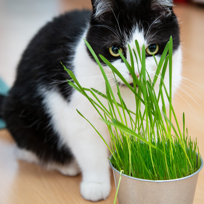 PRETTY KITTY Premium cat grass seed mix: 10 bags of 25g cat grass seeds for 100 pots of finished cat grass - a green cat meadow - natural cat treats - plant seeds - grass seeds 25 g (pack of 10) - PawsPlanet Australia