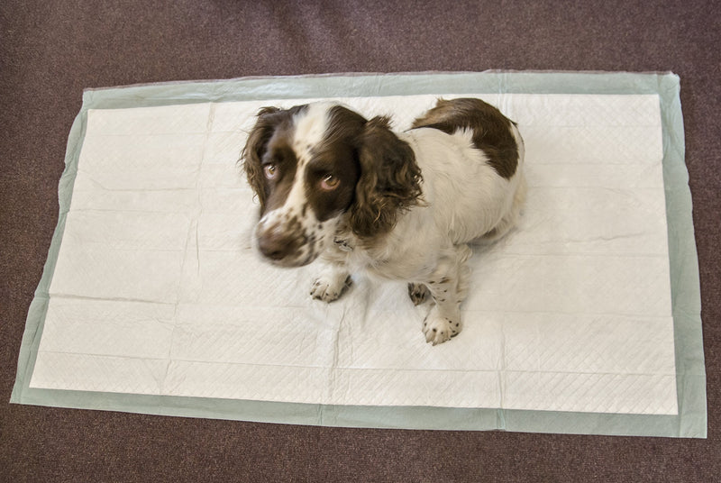 Speedwellstar 20 Extra Large 150 x 80 cm Dog Toilet Training 2300 ml Wee Pads Puppy Pet Disposable Unscented Super Sized Absorbent Mat Cover C&C 2x4 Fleece Cage Liner Thick Incontinence - PawsPlanet Australia