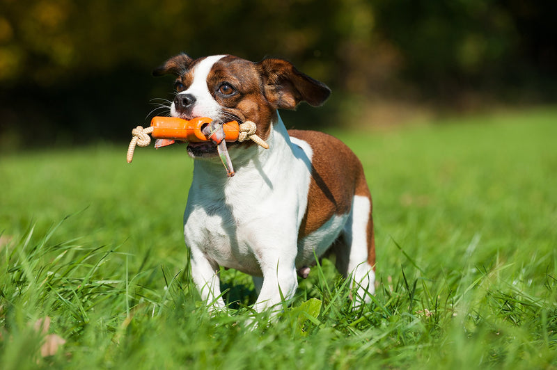 [Australia] - MAJORDOG Dog X Toy, 4", Orange 