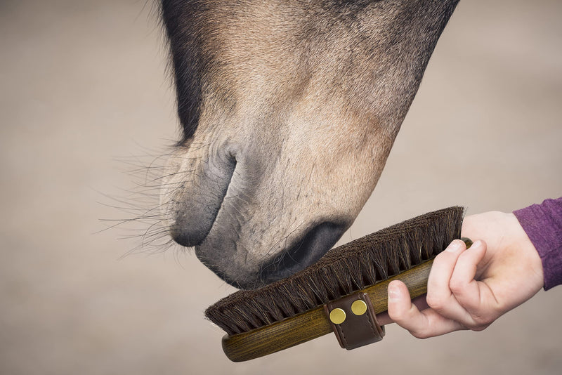 Equimour horsehair brush brush "TORI" | Horse brush | Wooden brush | Grooming | Horse Accessories | Grooming supplies for horses - PawsPlanet Australia