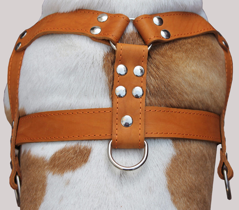 [Australia] - Orange Genuine Leather Dog Pulling Harness 33"-37" Chest Size 1.5" Wide Straps, Cane Corso Rottweiler 