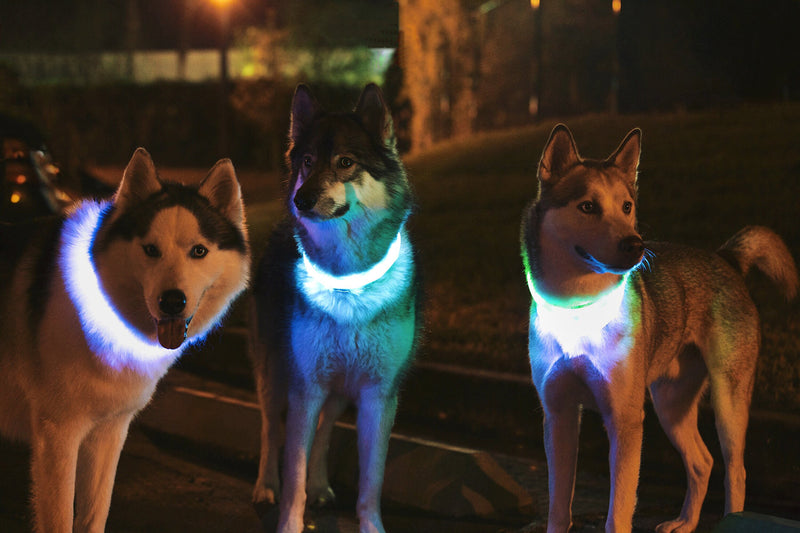 AREVERA LED Dog Collar, Light up Dog Collar USB Rechargeable Waterproof Safety Collar with 3 Glowing Modes Cut To Size Pet Necklace Collar Improves Visibility & Safety For Your Dog - PawsPlanet Australia