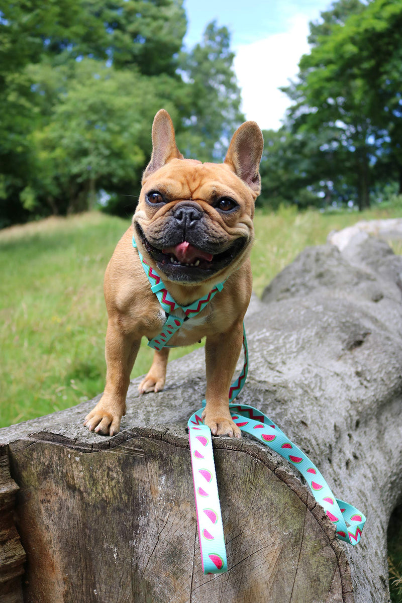 Love Frenchie - French Bulldog Harness with Adjustable Neck and Chest Straps Tutti Frutti - PawsPlanet Australia