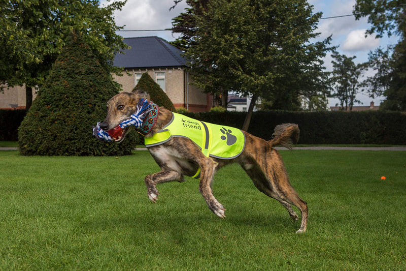 [Australia] - 4LegsFriend Dog Safety Yellow Reflective Vest with Leash Hole 5 Sizes - High Visibility for Outdoor Activity Day and Night, Keep Your Dog Visible, Safe from Cars & Hunting Accidents New Design + Bonus Medium 