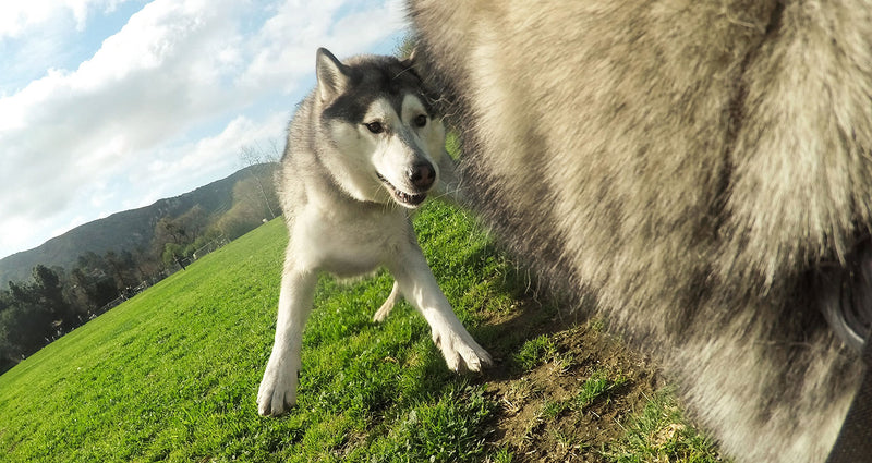 [Australia] - GoPro Fetch Dog Harness (All GoPro Cameras) - Official GoPro Mount 