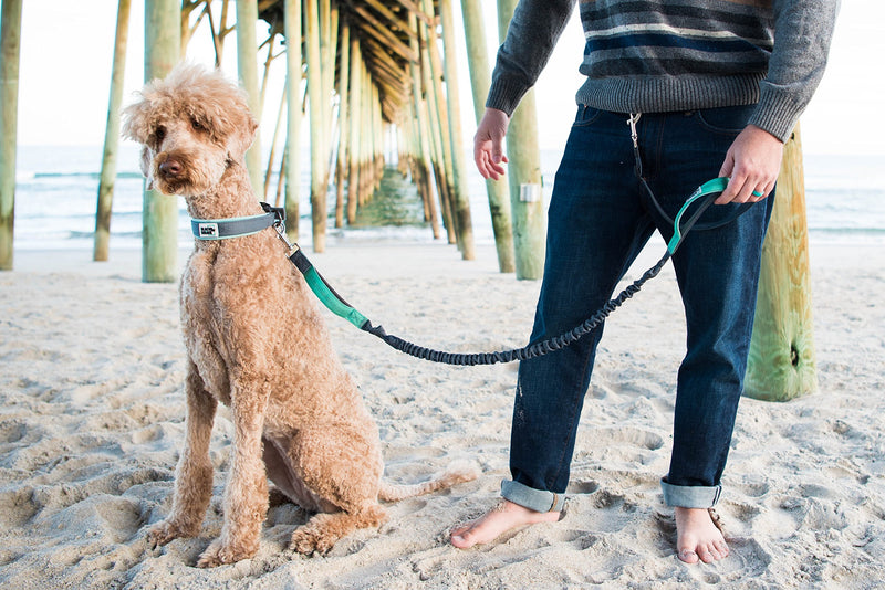 [Australia] - Black Rhino - Premium Hands Free Dog Leash for Running Walking Jogging & Hiking - Adjustable Length Dual Handle Bungee Leash Medium – Large Dogs Neoprene Padded Handles 4 Feet Gray/Aqua 