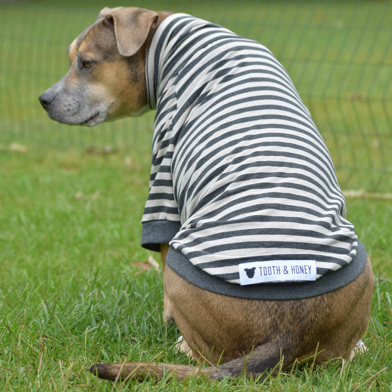 Tooth & Honey Big Dog/Stripe Shirt/Pullover/Full Belly Coverage/for Big Dogs/Pitbull Shirt Large - PawsPlanet Australia