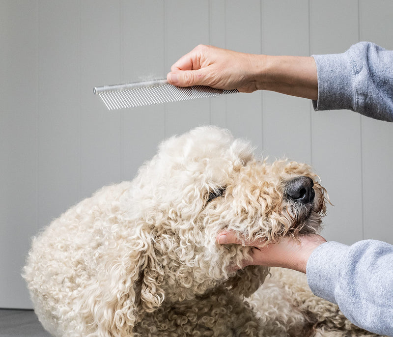 Mikki stainless steel comb for dog and puppy care, including when changing fur, for Poodle crosses such as Cockapoos, Labradoodles, Cavapoos, Maltipoos and Golden Doodles, blue - PawsPlanet Australia