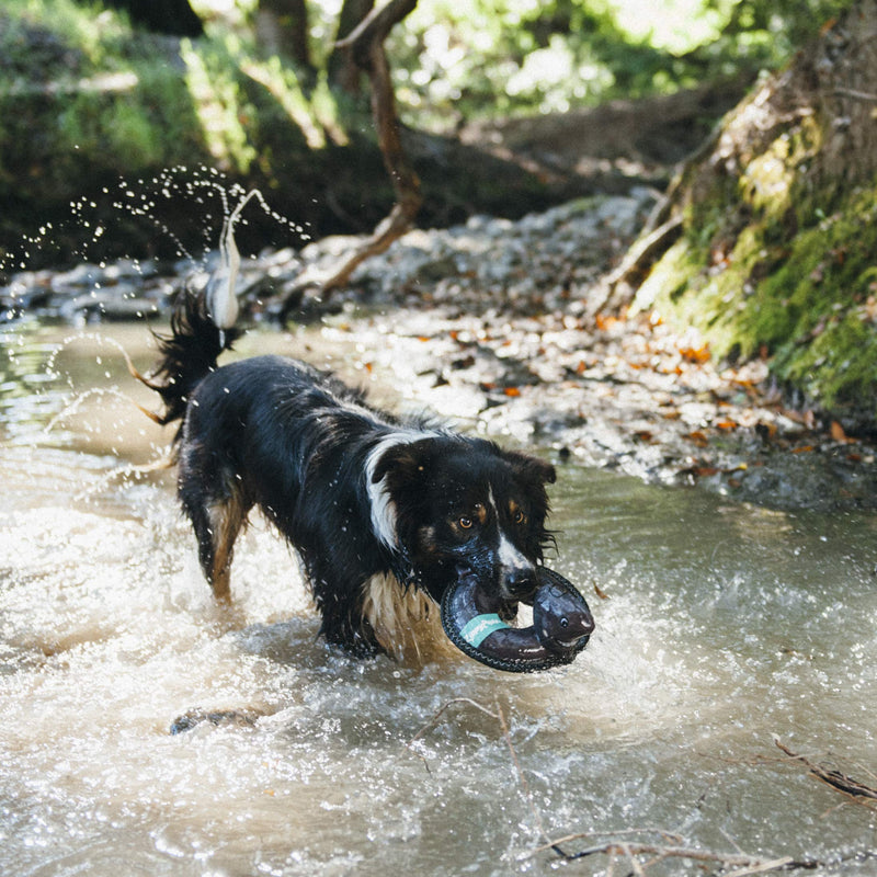 [Australia] - ZippyPaws - Floaterz, Outdoor Floating Squeaker Dog Toy Duck 