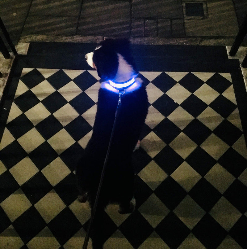 Illuminated Apparel Rechargeable LED Light Up Dog Pet Collar (Blue, M/L (41-51cm)) Blue M/L (41-51cm) - PawsPlanet Australia
