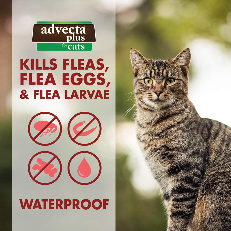 Advecta Plus Flea Squeeze-On, Flea Prevention for Cats, 4 Month Supply Cats Over 9 lbs - PawsPlanet Australia