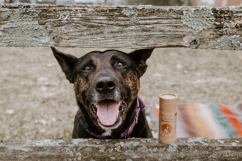 [Australia] - Dry powder shampoo for dogs and puppies. Waterless dog shampoo is all natural, relaxes dogs. Great dry shampoo for smelly dogs. 