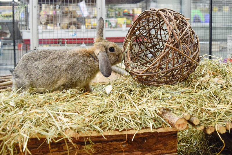 Happypet® Nature First Willow Nest Suitable for Small Animals - PawsPlanet Australia