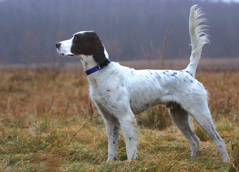 [Australia] - Dean and Tyler Wire Basket Muzzle, Size No. 8 - Golden Retriever 