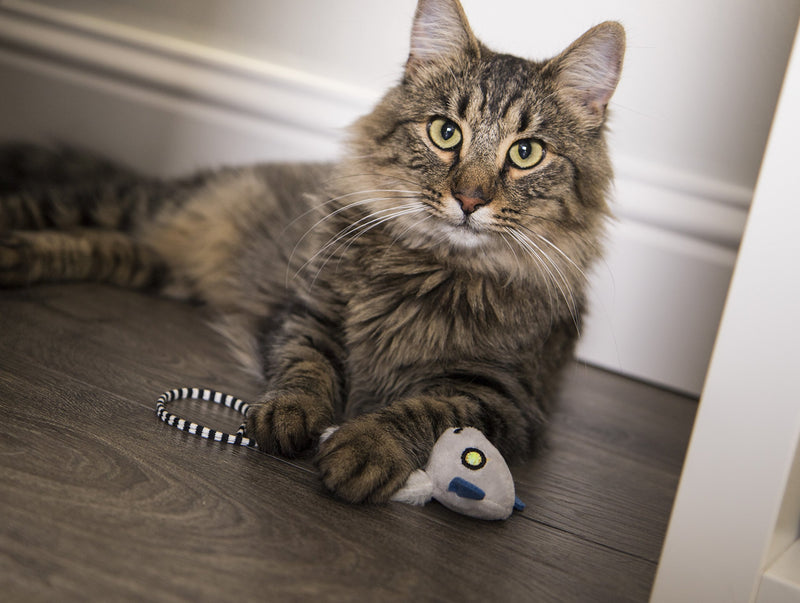 [Australia] - Petlinks System Lemur Lights Cat Toy Medium 